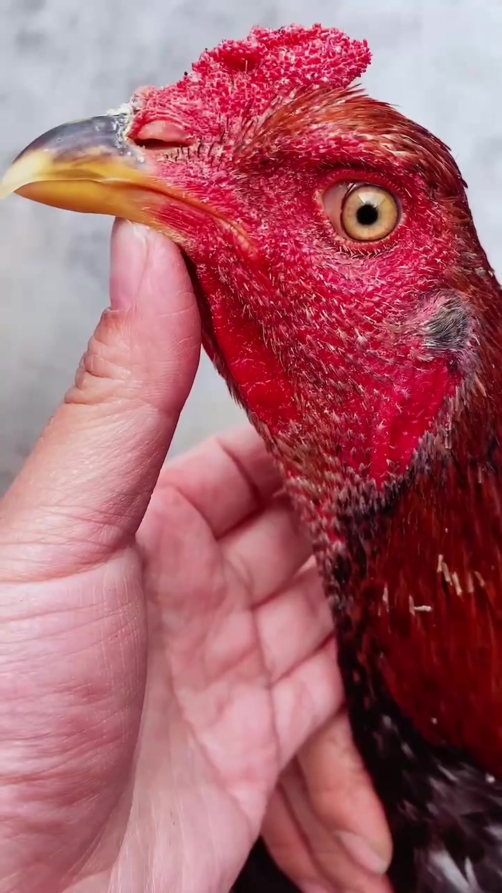 有一只一道鳞斗鸡麟片好的狠,这鸡漂亮