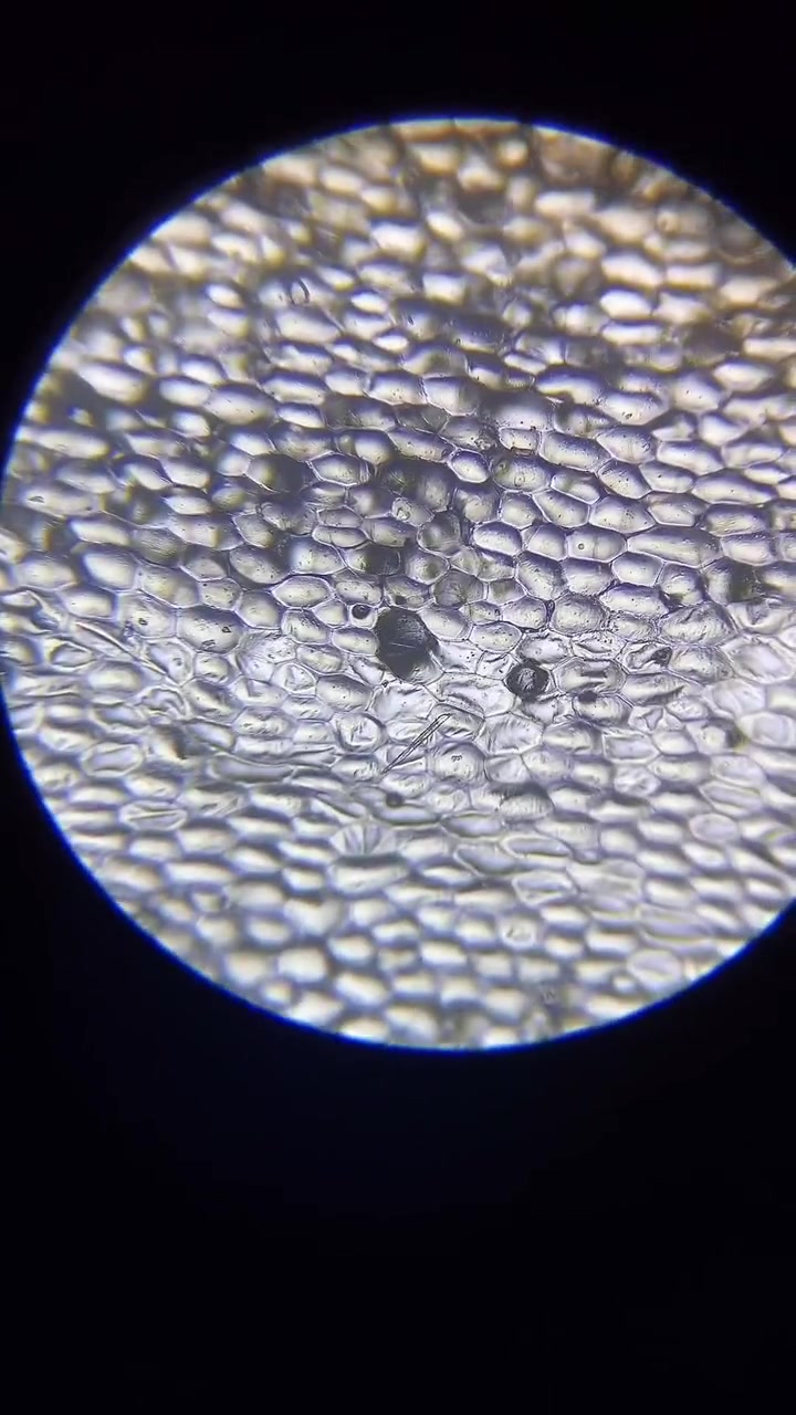 刚取下来的白菜叶,显微镜放大后的一幕,让人大开眼界!