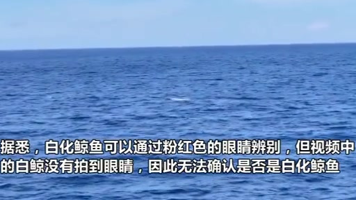 【牙买加海域发现白色抹香鲸 全身纯白极其罕见】据英国《每日邮报》12月1日报道,牙买加附近