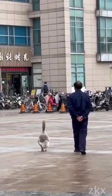 大学校园里一人一鹅治愈人心【一人一鹅!杭城大学校园里的这幕火了,哈哈哈这份陪伴太长情】“‘
