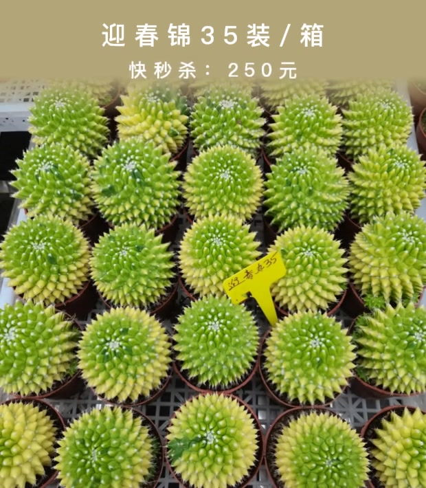 多肉植物仙人球,迎春锦