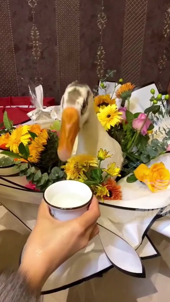 12月1日,黑龙江伊春,闺蜜生日姐妹一起送大鹅花束,这礼物恐怕能记一辈子