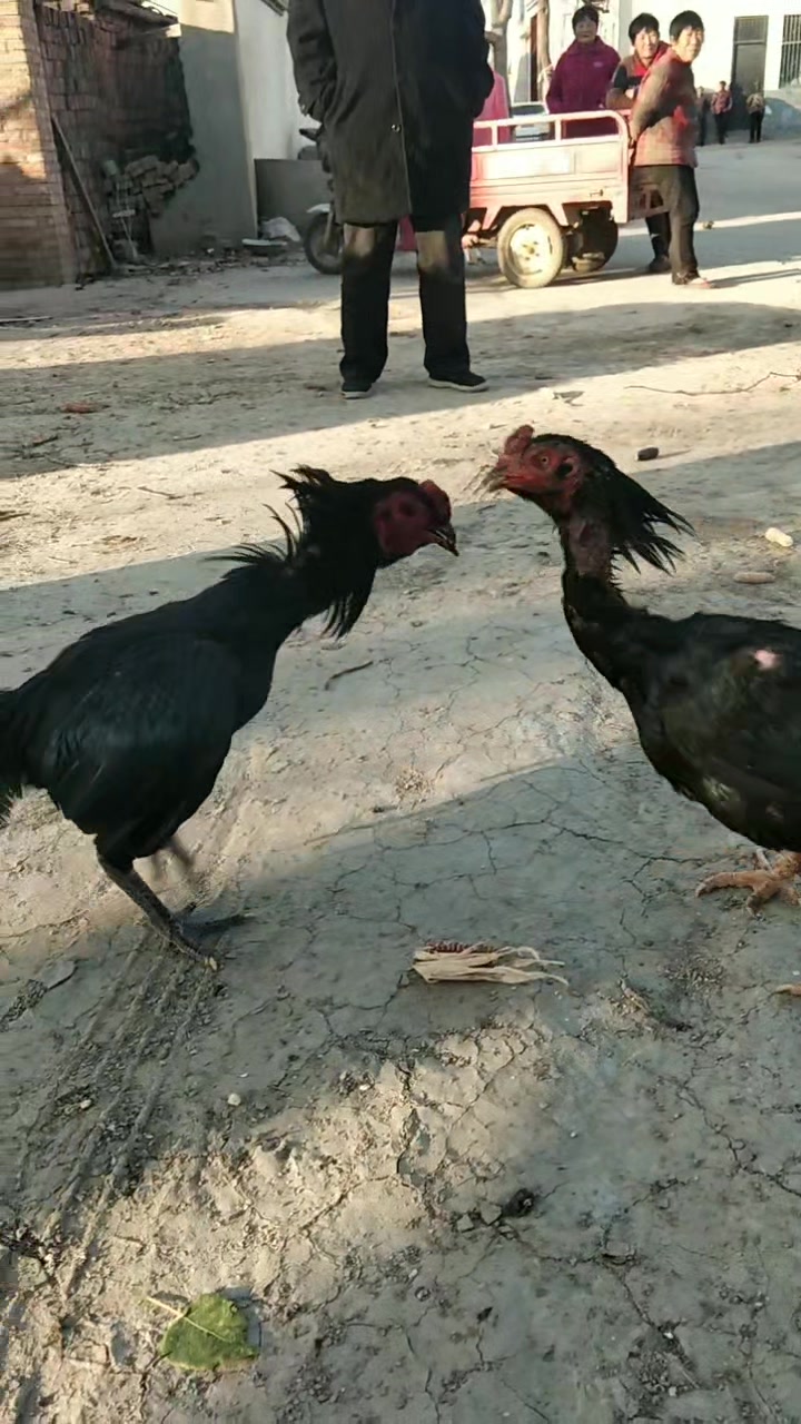 斗鸡打斗视频 持续更新