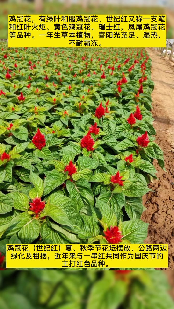 鸡冠花,世纪红种植基地,红叶鸡冠花 国庆租摆草花 鸡冠花 瑞士红