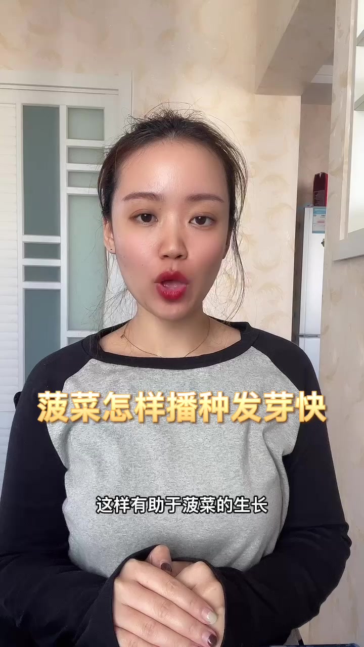 菠菜怎样播种发芽快