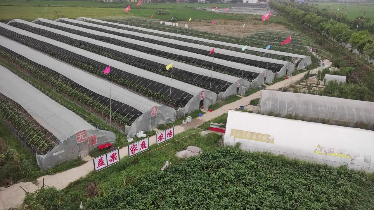 【湖南80后姐弟将火龙果种回自己家乡】湖南益阳,大学毕业的徐燕云、徐兆明姐弟,分别辞去油画