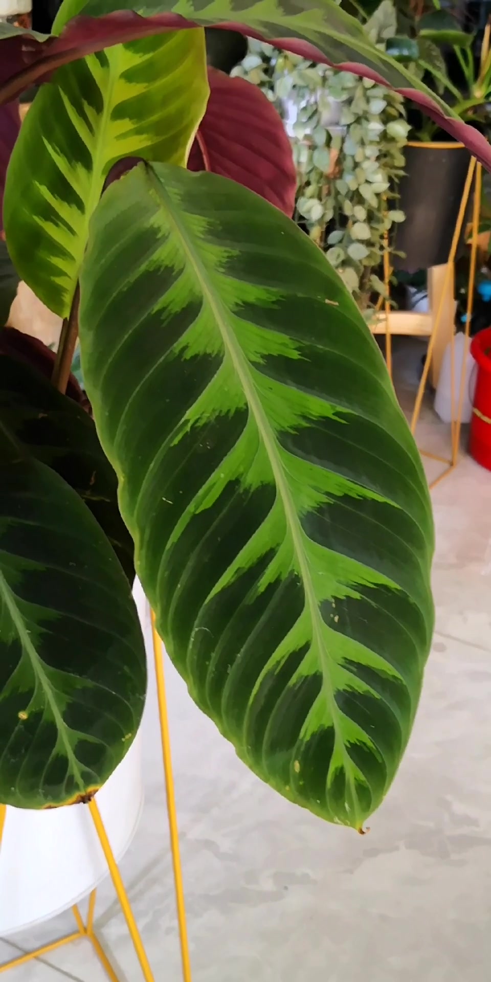 丝绒质感,紫色叶背,天鹅绒竹芋是室内绿植颜值担当