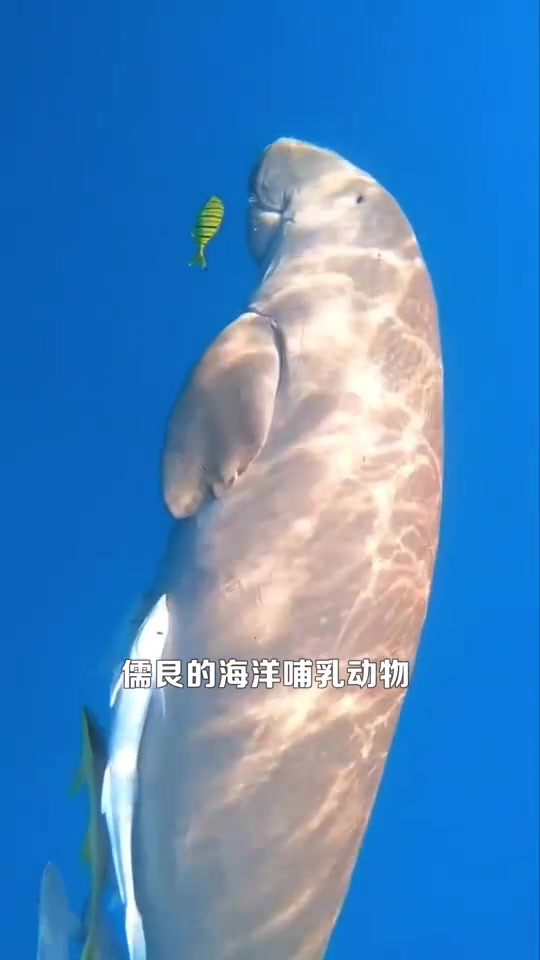 传说中的美人鱼,到底存在吗,对此,你怎么看