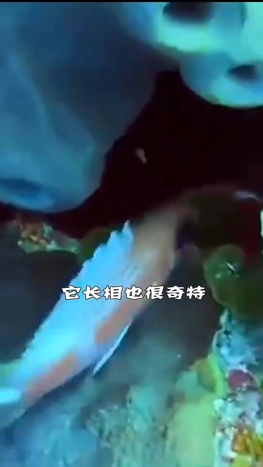 世界上最蠢的鱼,你知道是什么吗看完你就知道了