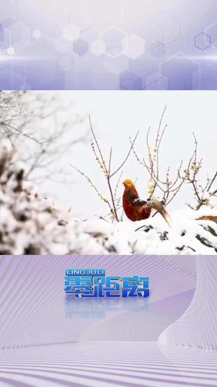 雪地中的红腹锦鸡美如国画