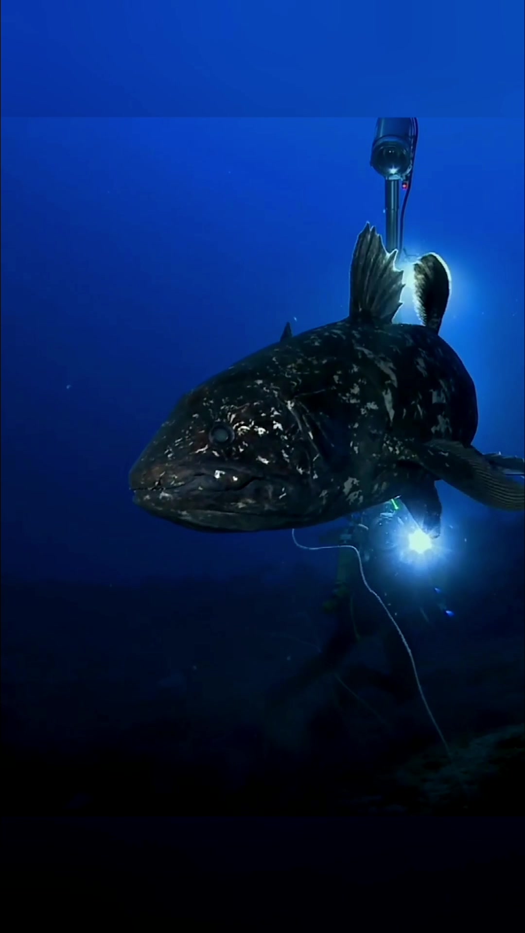 林畅模玩 史前海洋巨兽腔棘鱼