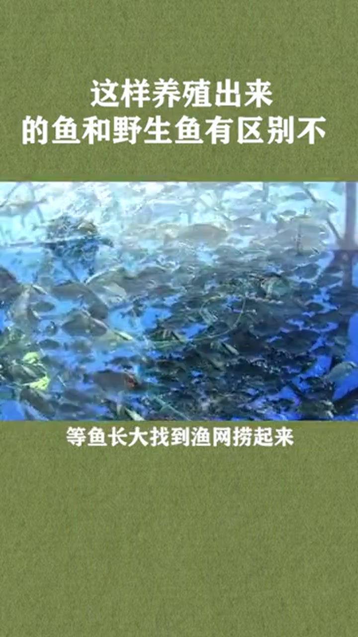 把鱼放到巨大的笼子扔海里,养成了算野生鱼不