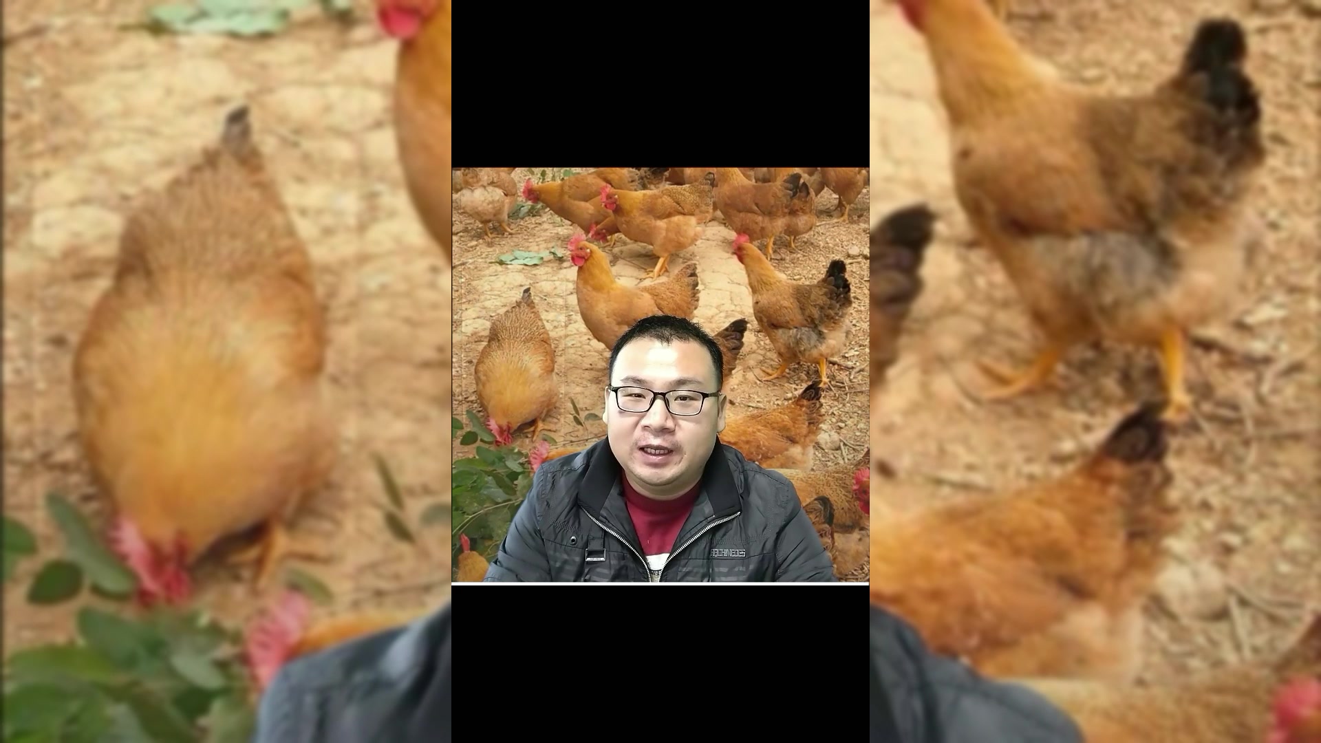 鸡包心包肝是什么原因?怎么解决?分享科学养鸡知识