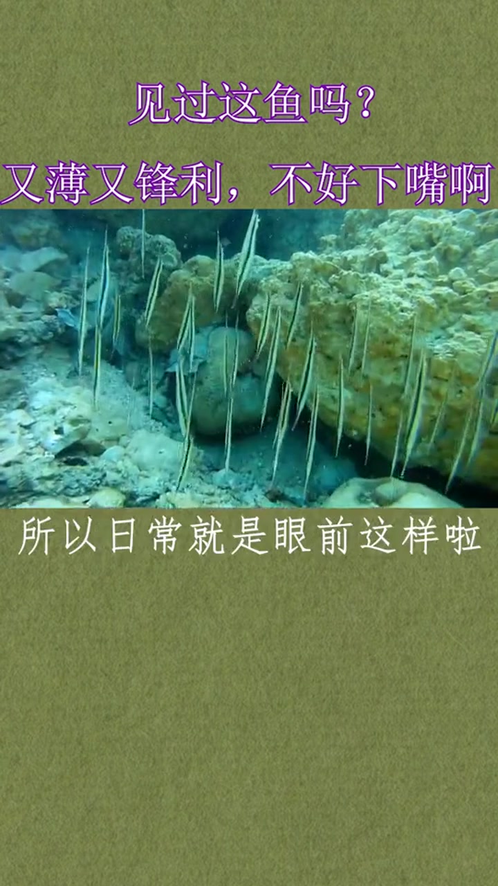 见过这鱼嘛,又薄又锋利,不好下嘴啊