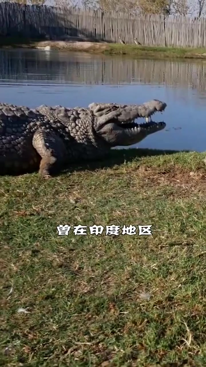 世界上最大的鳄鱼!