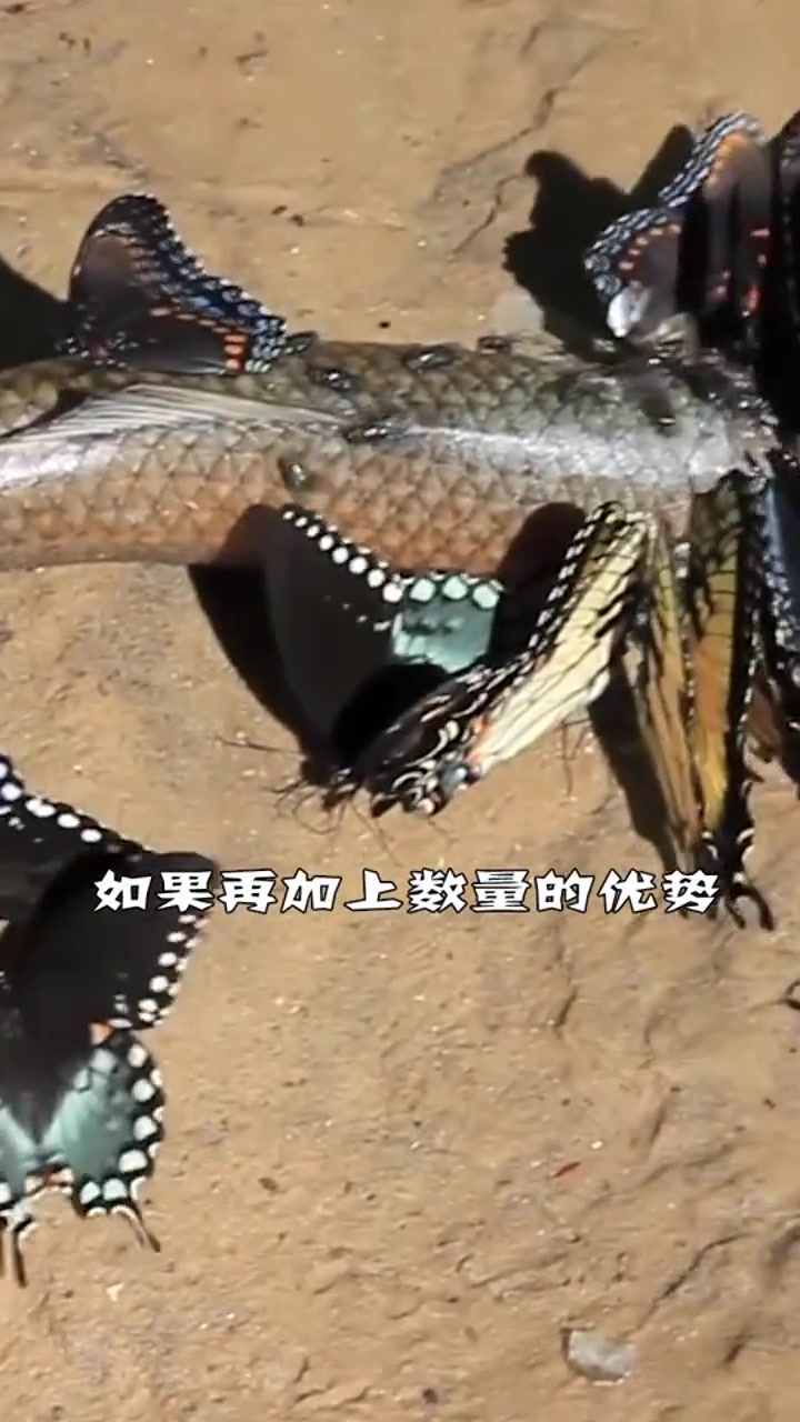 世界上最恐怖的蝴蝶!