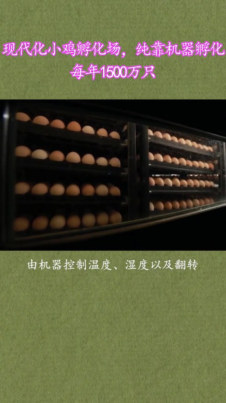现代化小鸡孵化厂,我们吃的鸡肉早就来自机器了