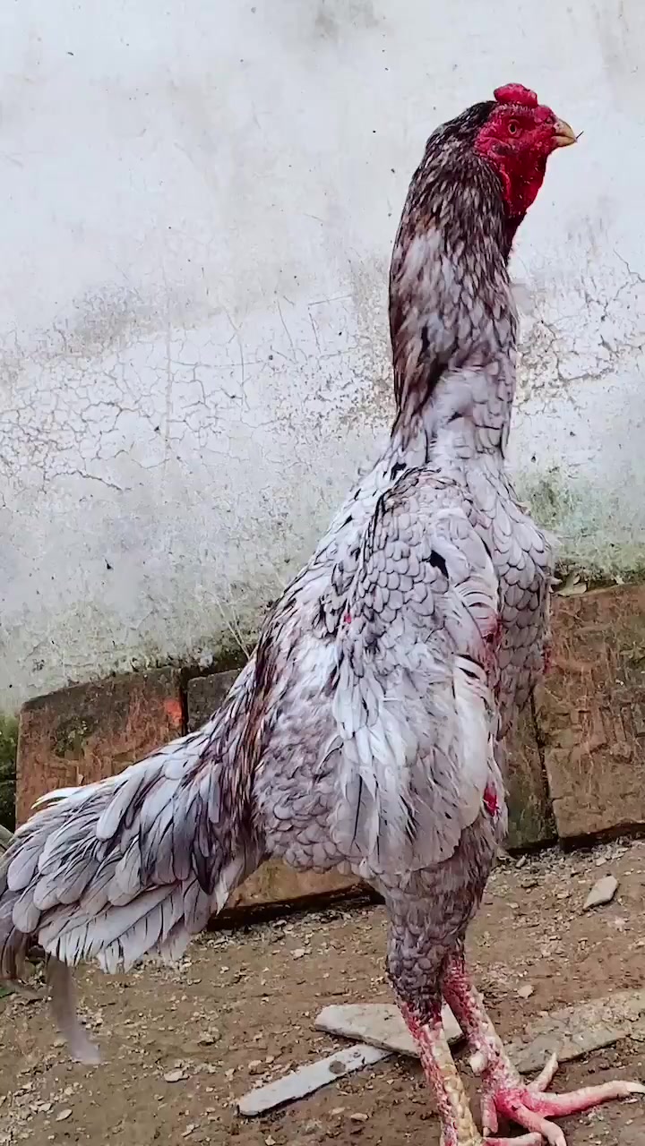 赢了两场的越南斗鸡