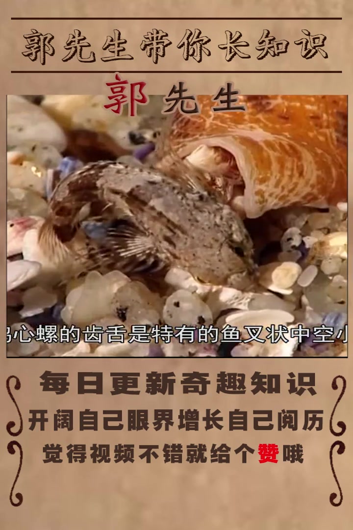 看似无害其实很毒的动物之鸡心螺!