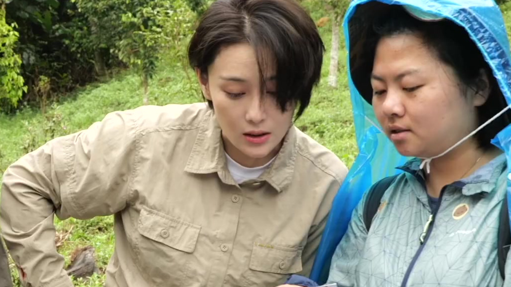 【野茼蒿为什么叫革命菜:曾是红色娘子军主要食物之一】在纪录片勇敢者的征程中,探险者在海南母