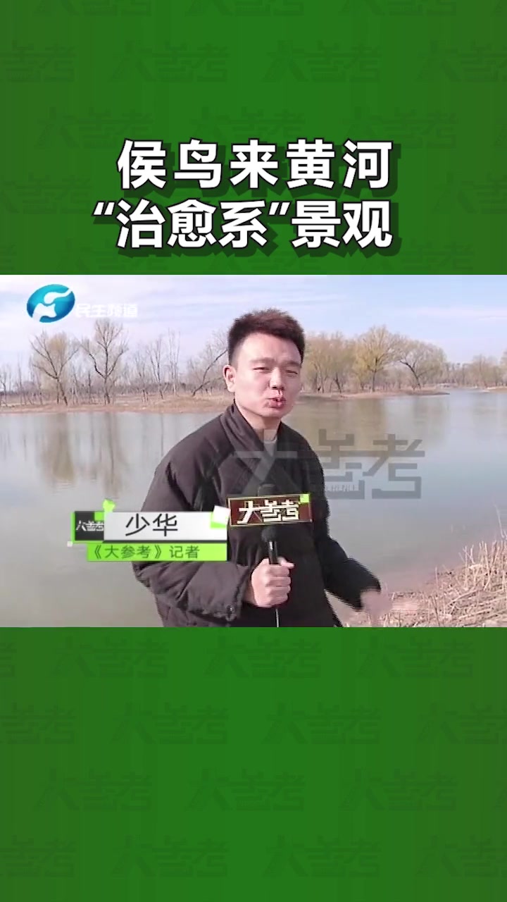 河南郑州:黄河湿地公园咱们的“老朋友”来了,各类的候鸟陆续来到这里过冬 黄河 湿地公园 鸟