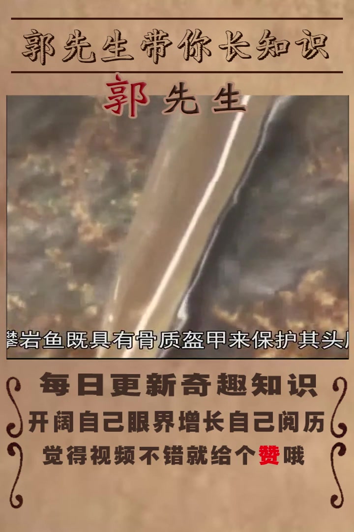 奇怪的物种之攀岩鱼!