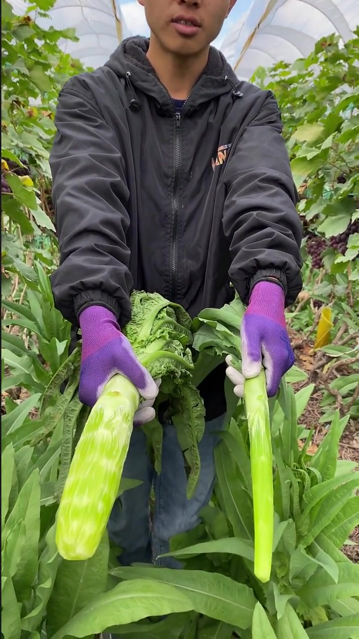 贡菜不就是莴笋么?