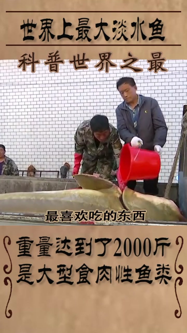 世界上最大淡水鱼重2000斤,在我国黑龙江,是一种食肉的鱼类