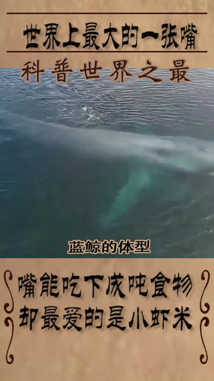 世界上最大的一张嘴,张开嘴能吃下成吨食物,却最爱小虾米