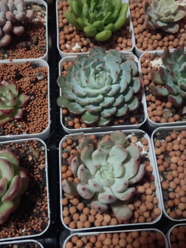 #多肉植物#给梦幻玫瑰和美杏锦换盆的时候发现都服盆了