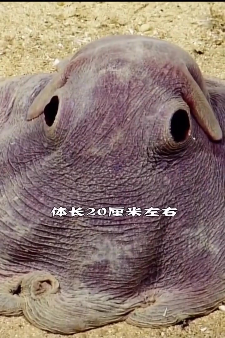 世界上最可爱的章鱼,海里的小飞象!