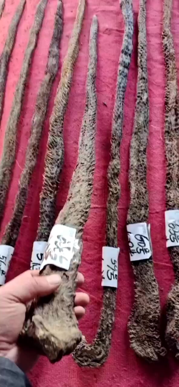 油性肉苁蓉的特点,软、有韧性