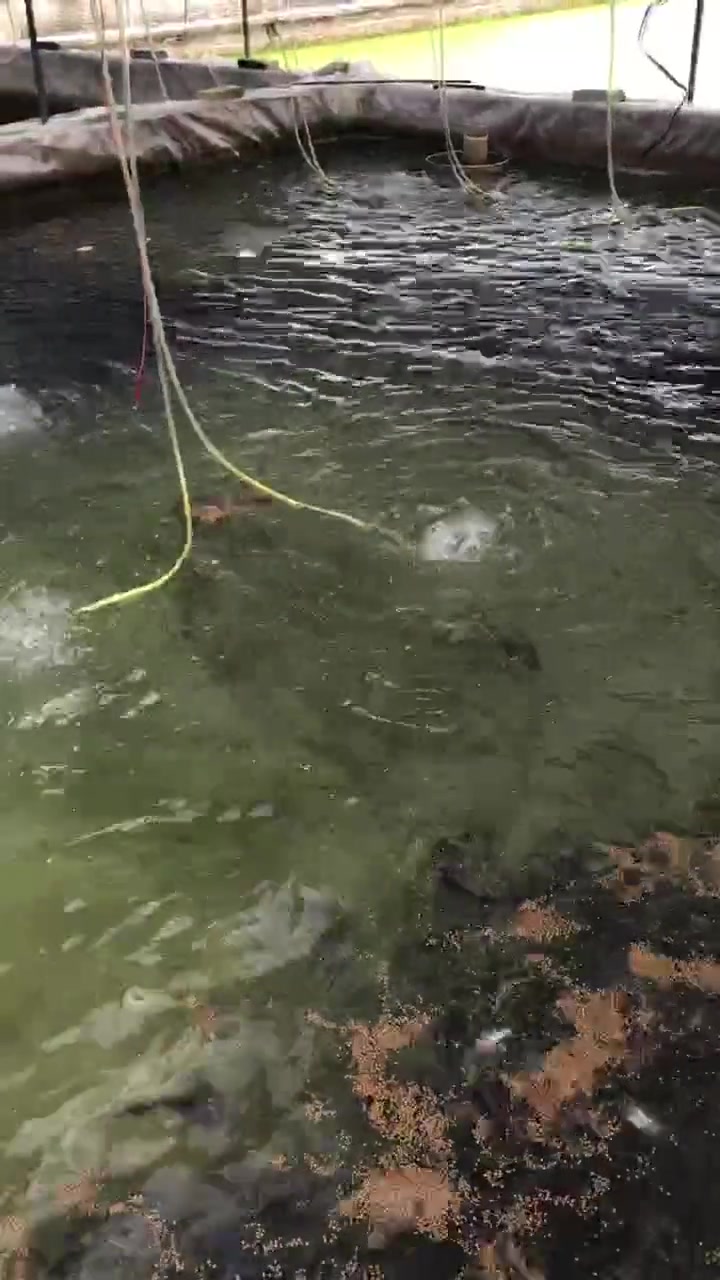 东莞江门三黄土塘虱鱼苗场