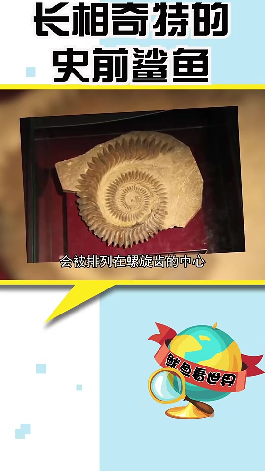 鲨鱼长相奇特的史前鲨鱼!