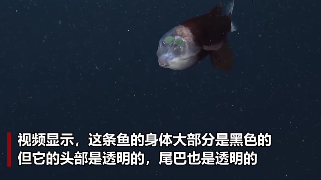 【美国加州海岸发现罕见管眼鱼 头部透明似外星生物】美国蒙特利湾水族馆研究所近日在加利福尼亚