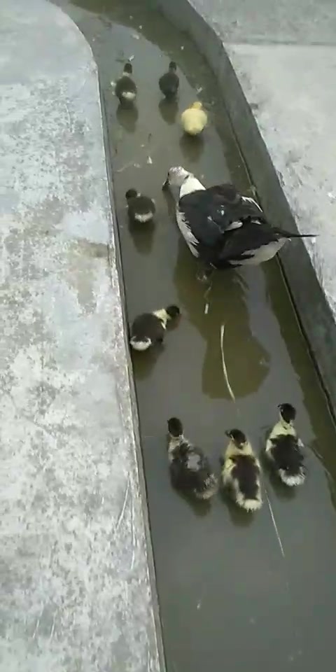 闽北母鸭带小鸭去觅食