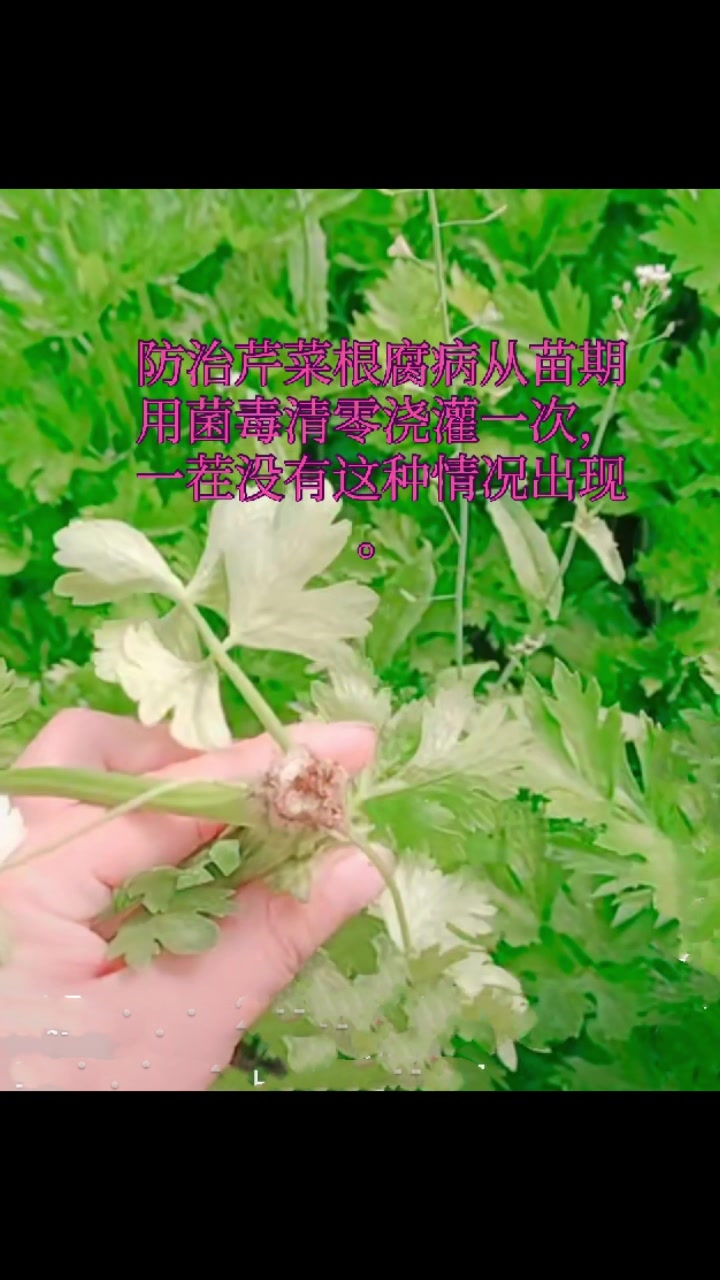 芹菜软腐病根腐病防治技术