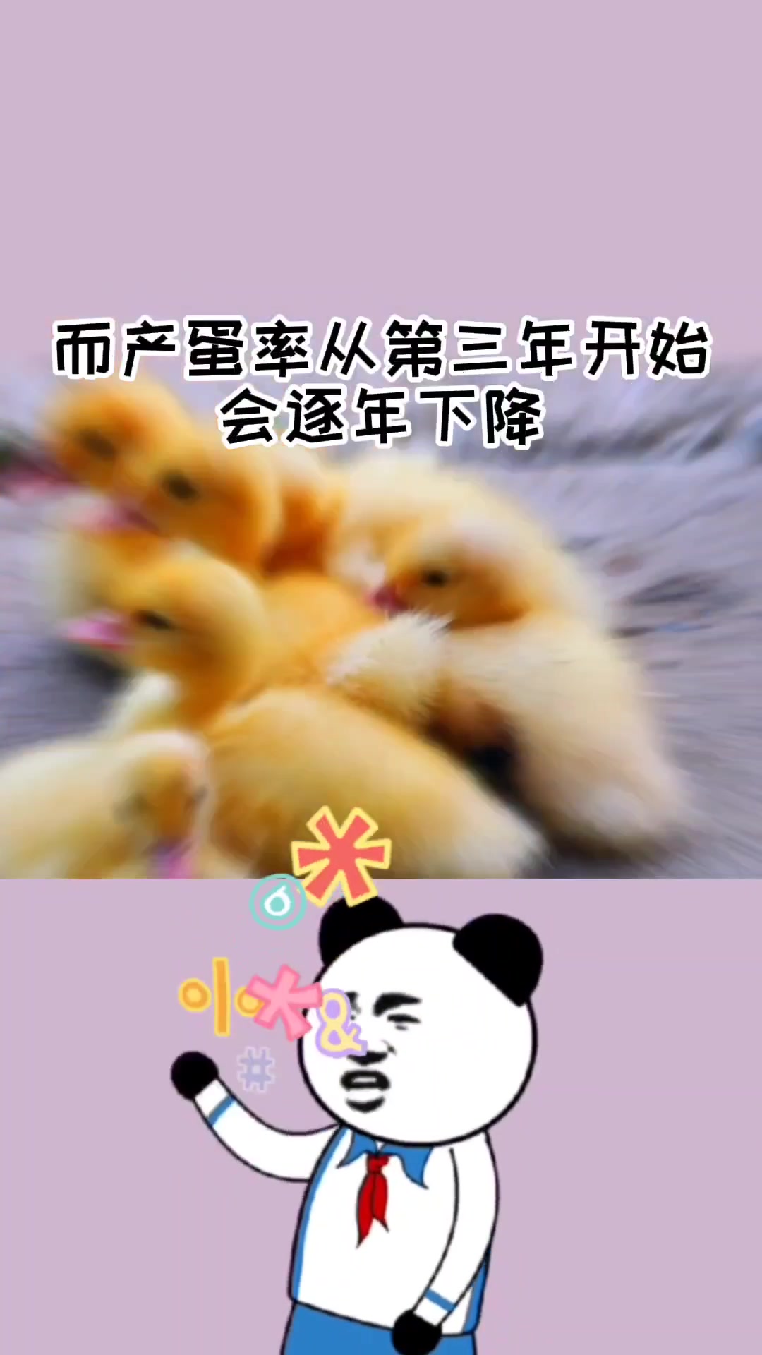 你知道母鸡一生下多少个蛋吗?