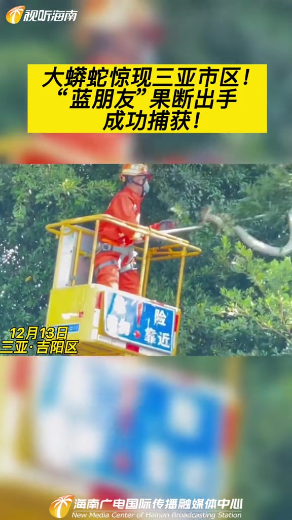 海南大蟒蛇惊现三亚市区!“蓝朋友”果断出手成功捕获!三亚 蓝朋友 消防