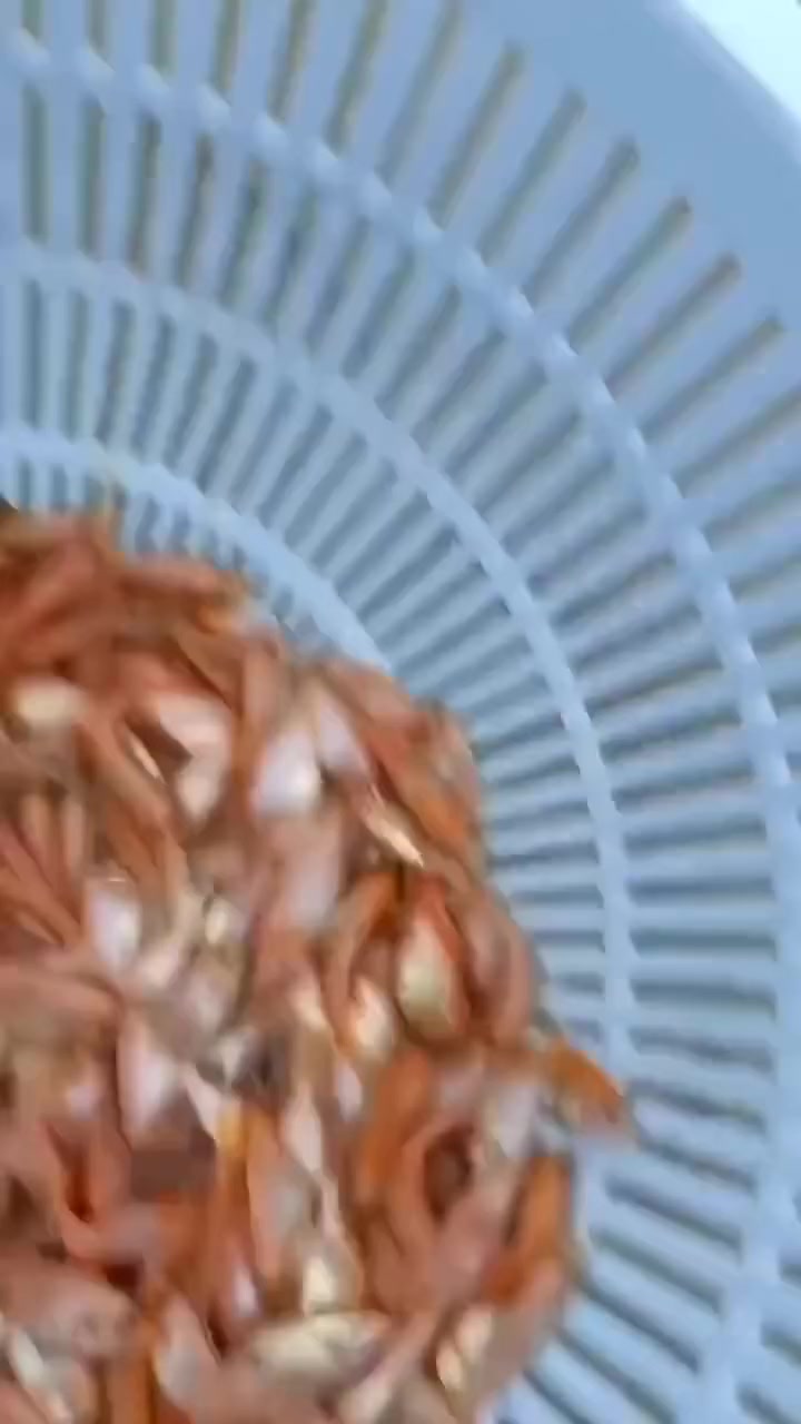 深圳市清远红罗非鱼苗场