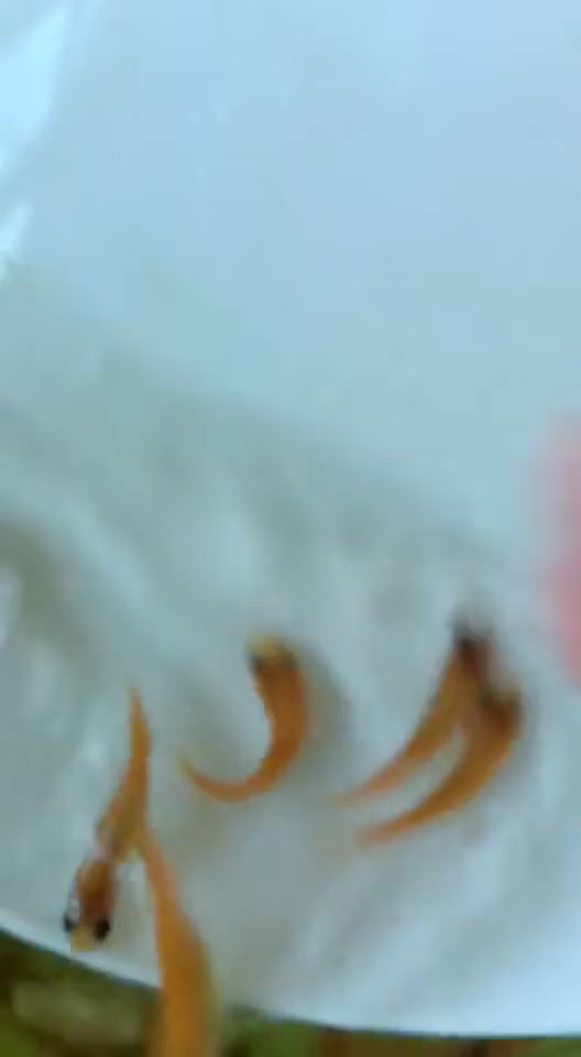 珠海市桂林市金草鱼鱼苗场