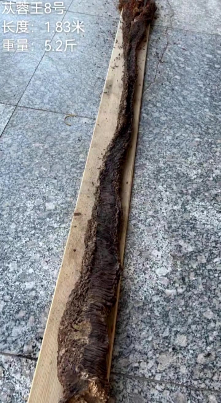 肉苁蓉的照片大全