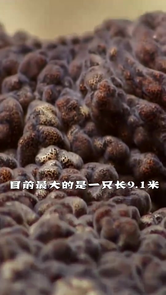 知识来了世界上最大的章鱼!