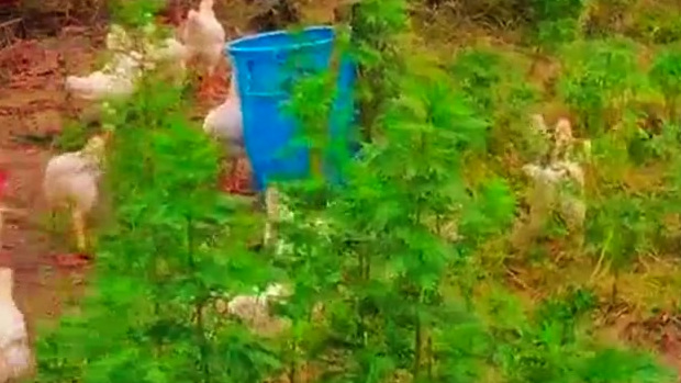 鸡农已经2年没赚钱,70岁大爷卖鸡换肉吃,可想生活艰难,养鸡不易俗话说:斗米养斤鸡,大概意