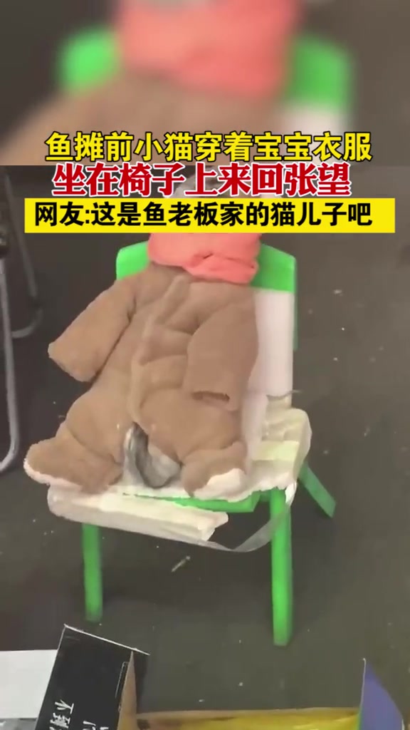 辽宁沈阳鱼摊前小猫穿着宝宝衣服坐在椅子上来回张望,网友:这是鱼老板家的猫儿子吧