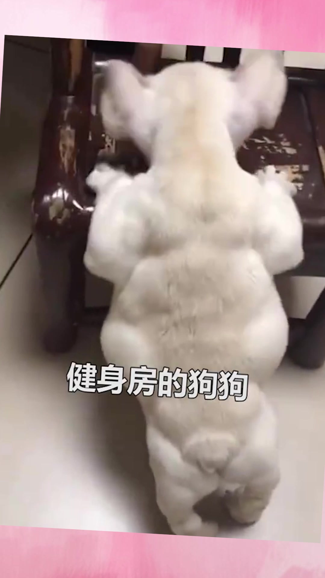 奇趣汪宠届的第一猛男,肌肉狗