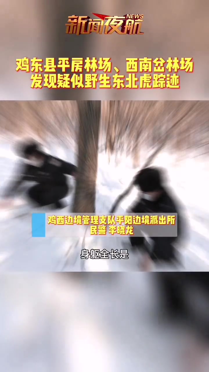 小心!老虎出没! 鸡东县发现疑似野生东北虎踪迹,附近居民注意安全 野生动物保护 东北虎