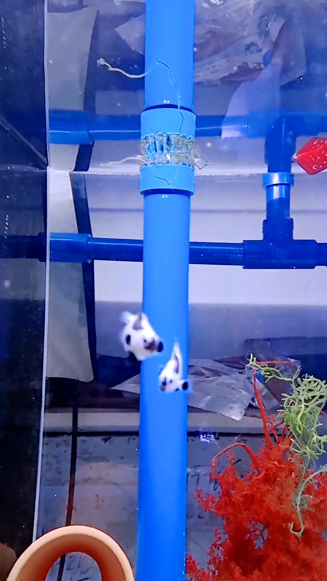 夏天海洋生物【精品美系小丑鱼熊猫】