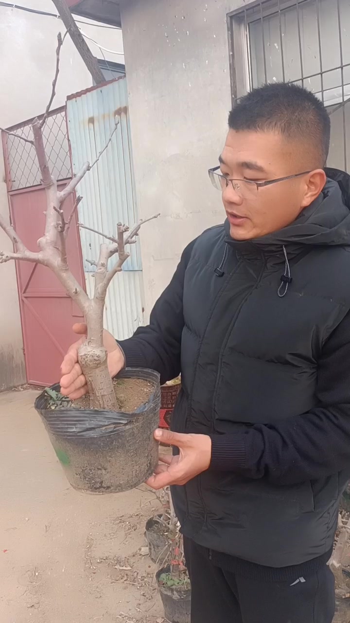 苹果树盆景,红肉苹果盆景