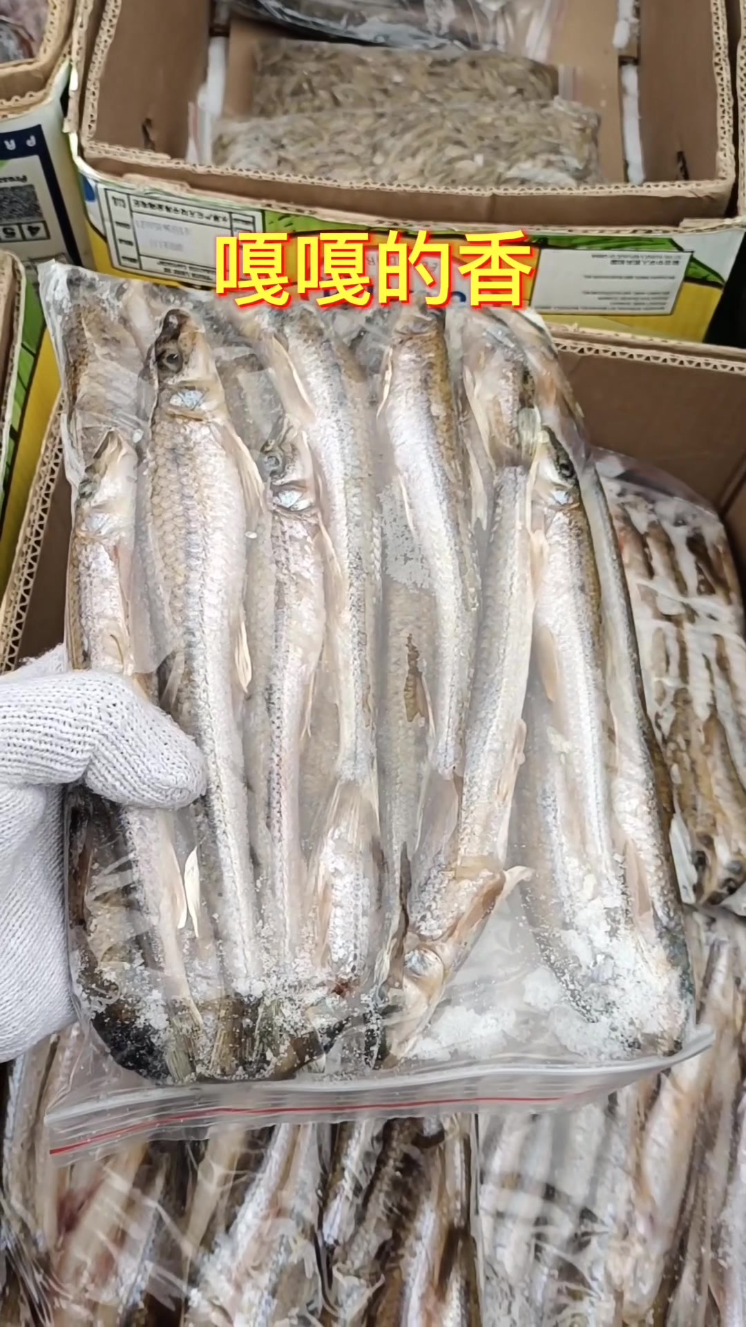 船钉子鱼,乌苏里江鱼